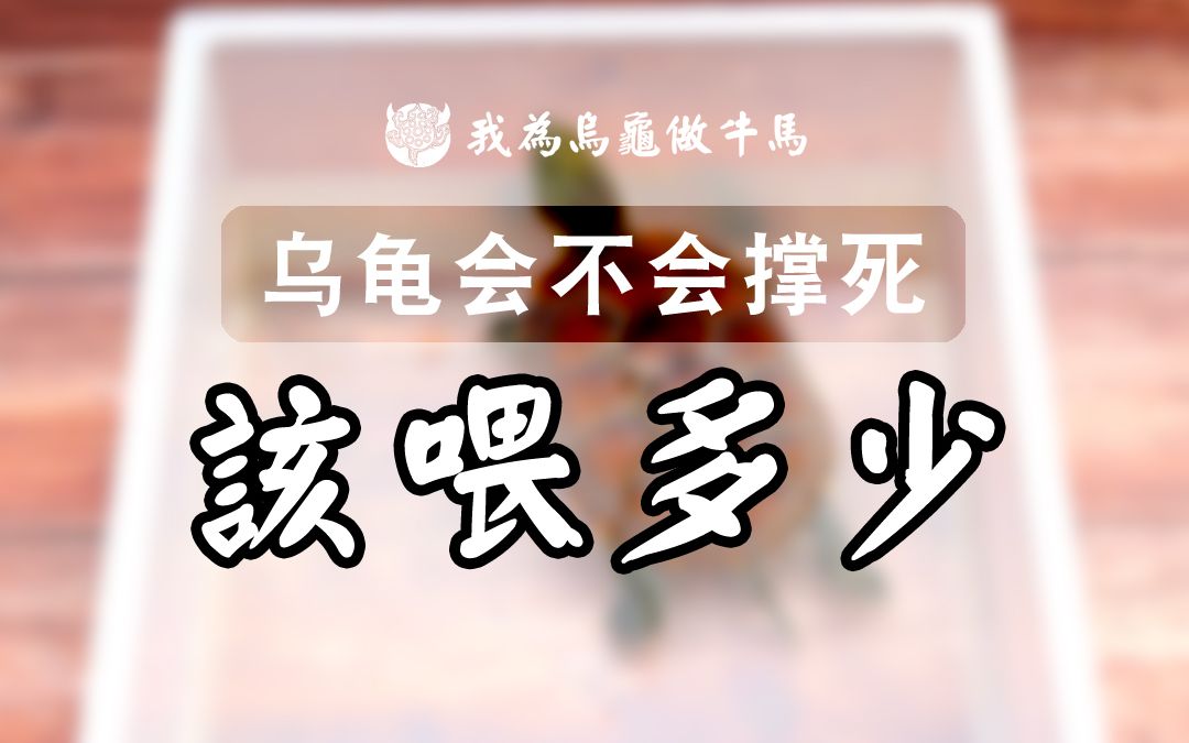 乌龟每次应该喂多少?吃多了会不会撑死?哔哩哔哩bilibili