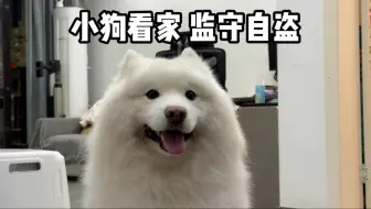 让小狗看家会有什么后果！