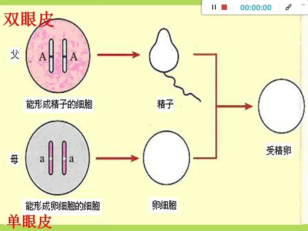 [图]基因的显性和隐性