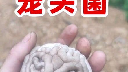 笼头菌科,可能是红笼头菌,肠胃炎毒性哔哩哔哩bilibili