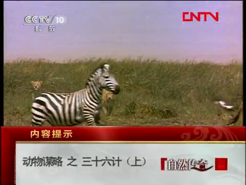 [图]【CCTV纪录片】动物谋略之三十六计