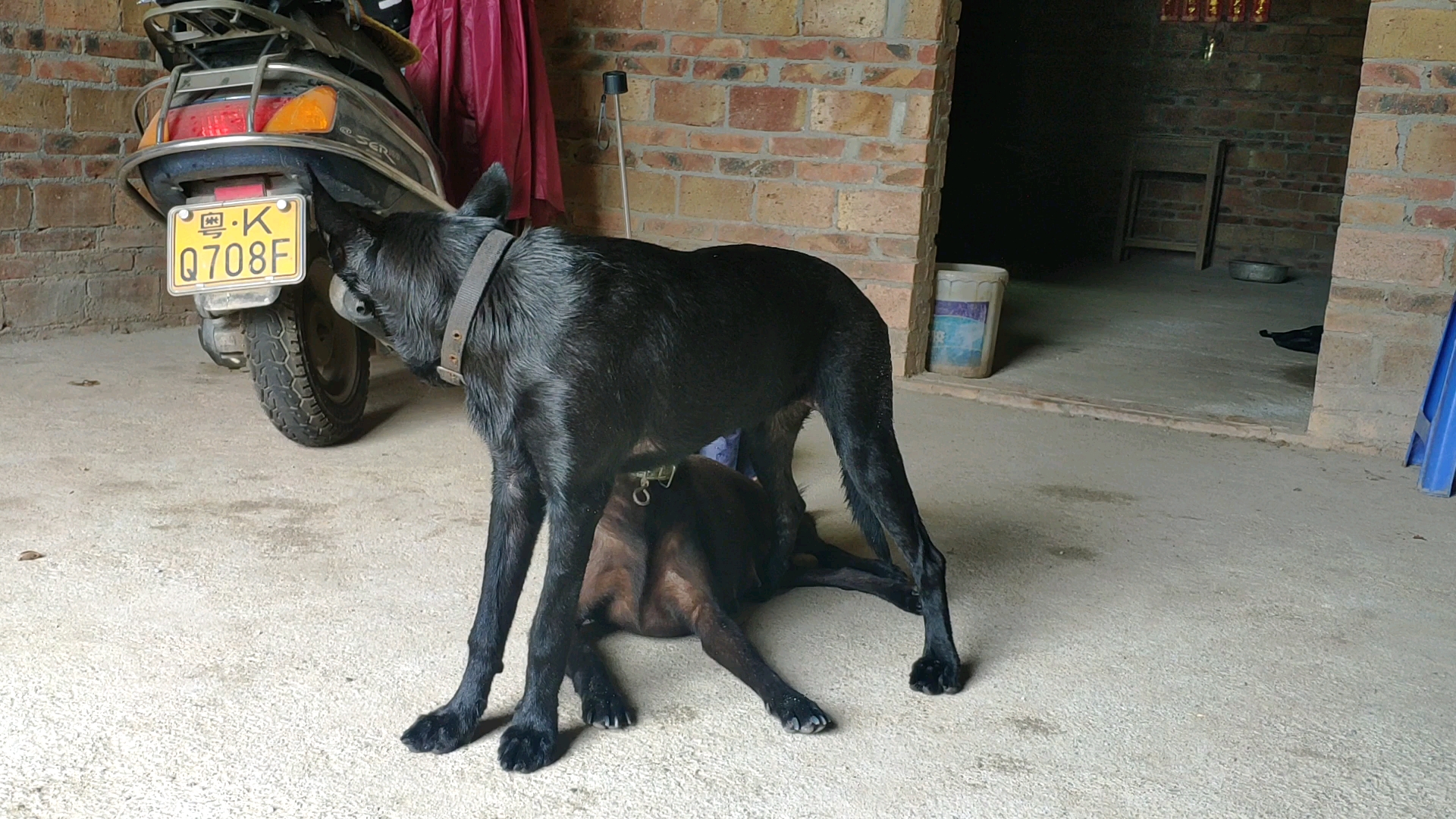 两只黑狗一老一小时而打架时而亲昵