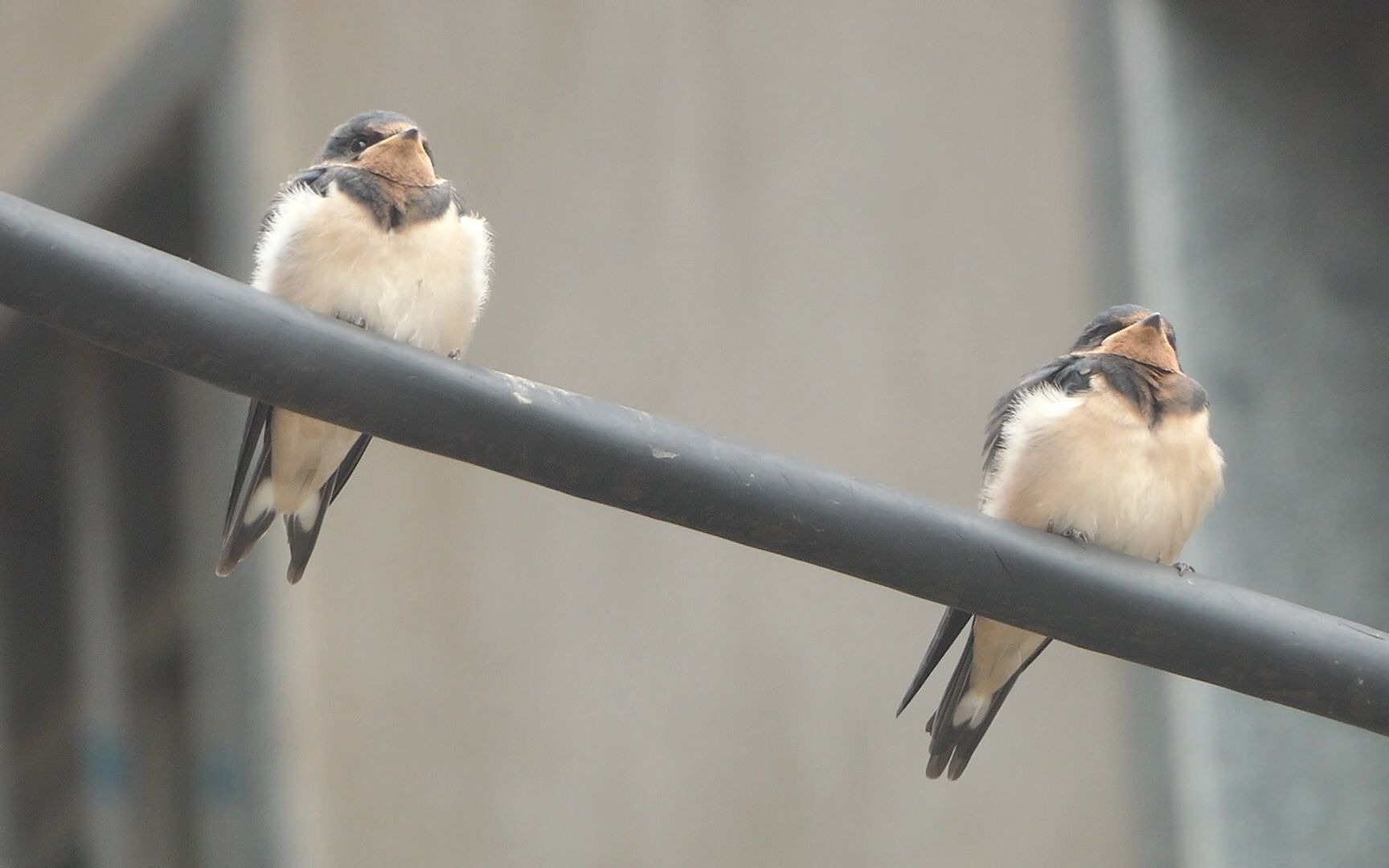 两只燕子宝宝毛绒绒