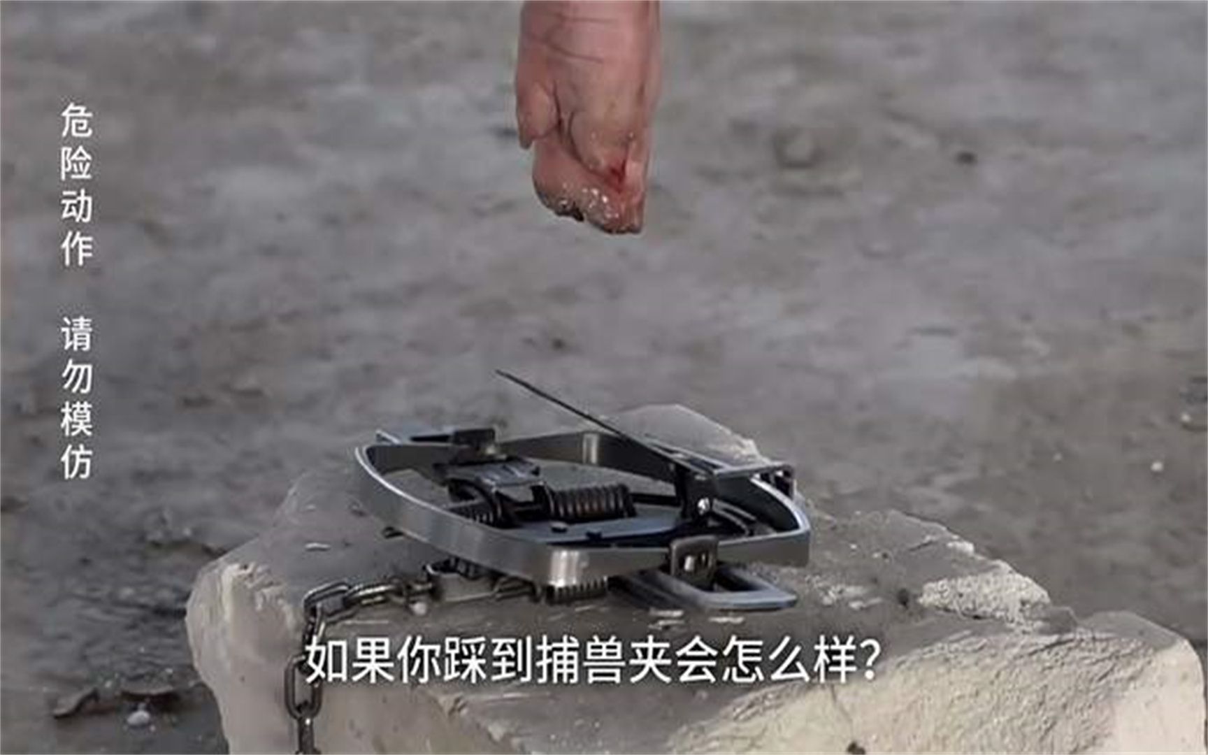 捕兽夹的威力有多大 壮如牛骨也照样夹碎!