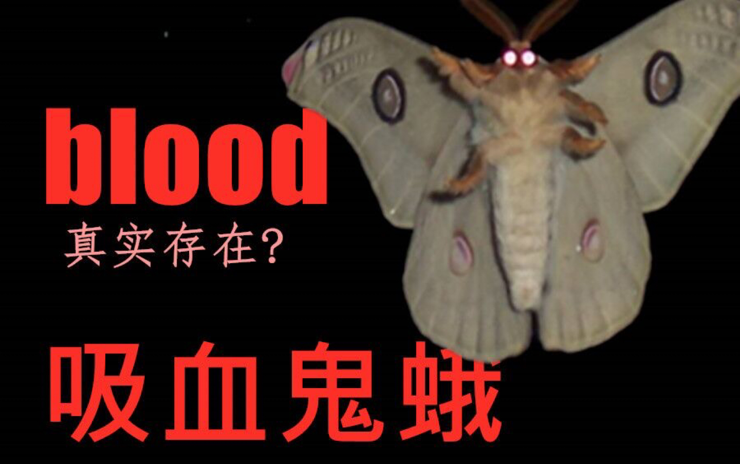 吸血鬼蛾真实存在