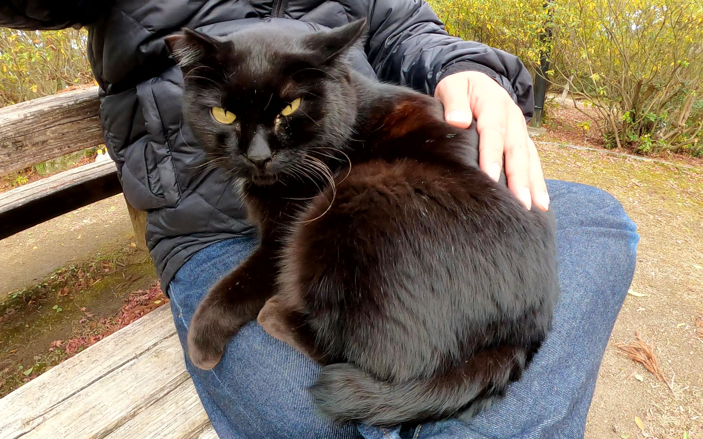 一只肥胖的黑猫躺在一个人的腿上