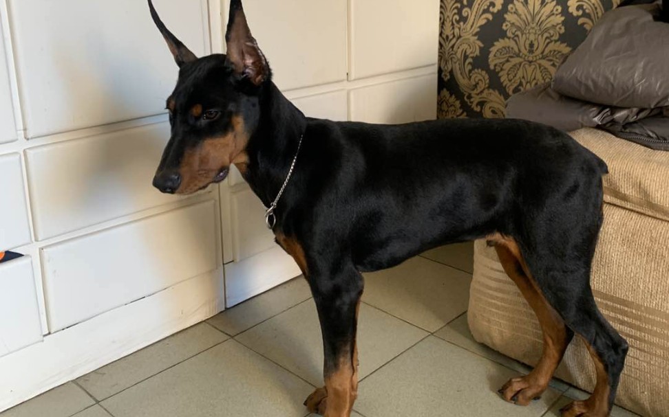 【杜宾犬】绑耳朵的方法._哔哩哔哩_bilibili