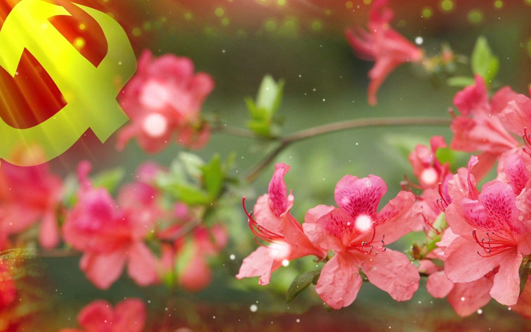 映山红背景视频音频需自行添加66479