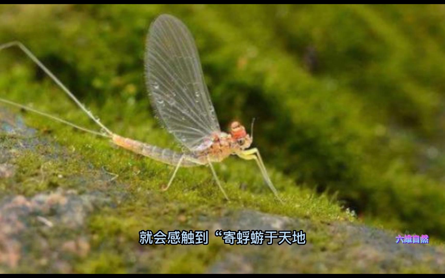 [图]湖南益阳出现大量的蜉蝣，像雪纷飞，又集中死亡，昆虫尸体已叠起十几厘米高