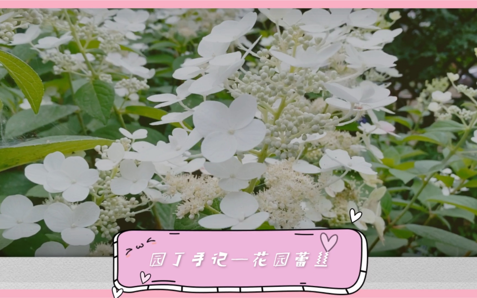 园丁手记—花园蕾丝圆锥绣球