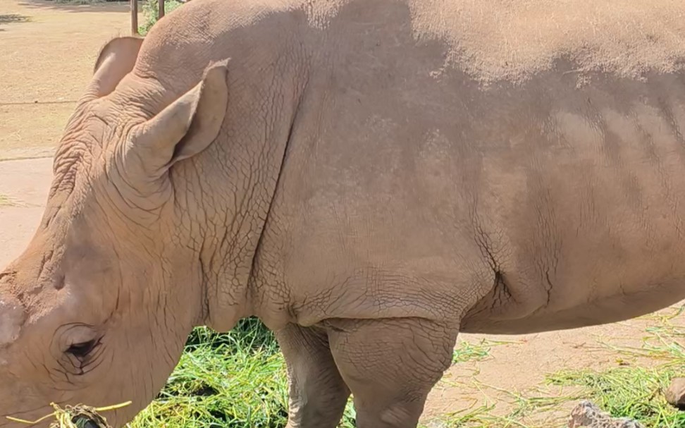 犀牛(大型哺乳动物)