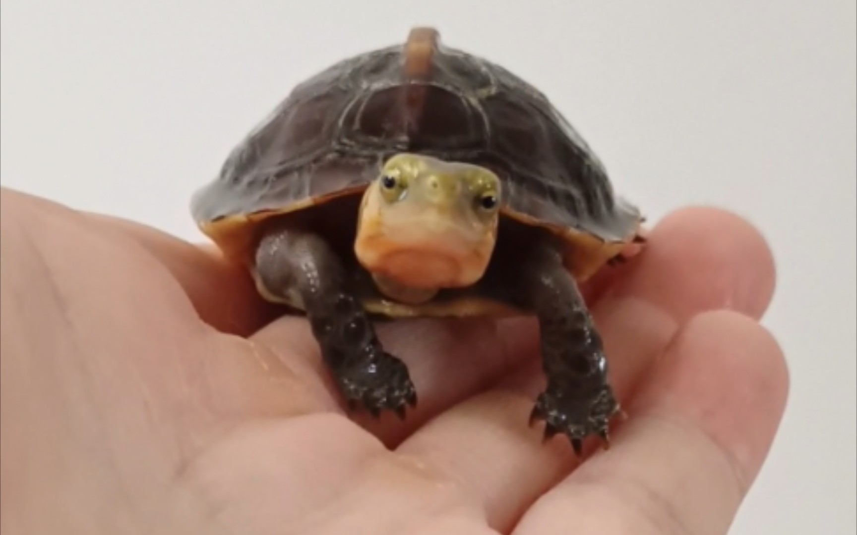 活动  家里的黄缘盒龟苗表情搞笑,被它的可爱萌到了