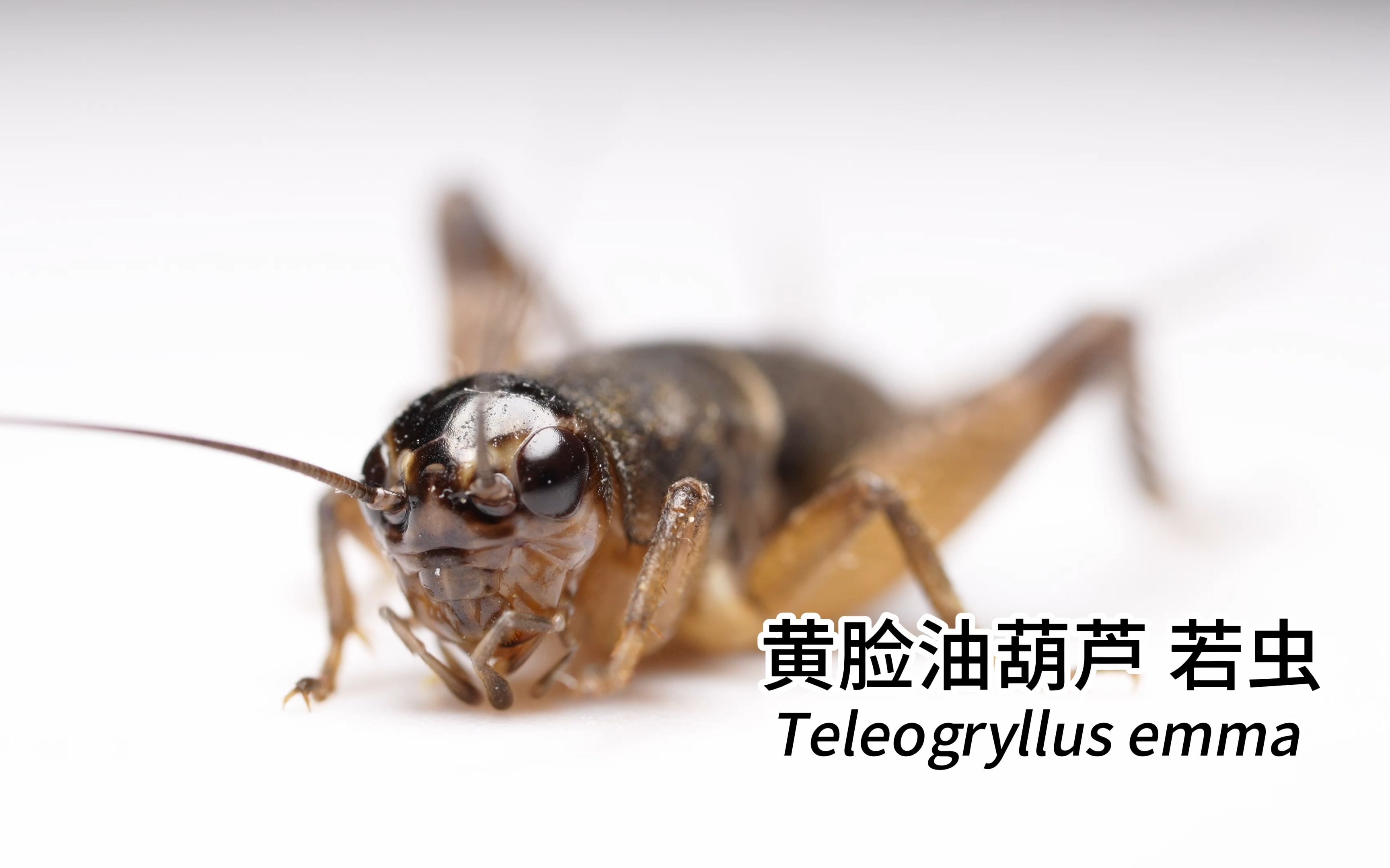 黄脸油葫芦(蟋蟀) teleogryllus emma 若虫
