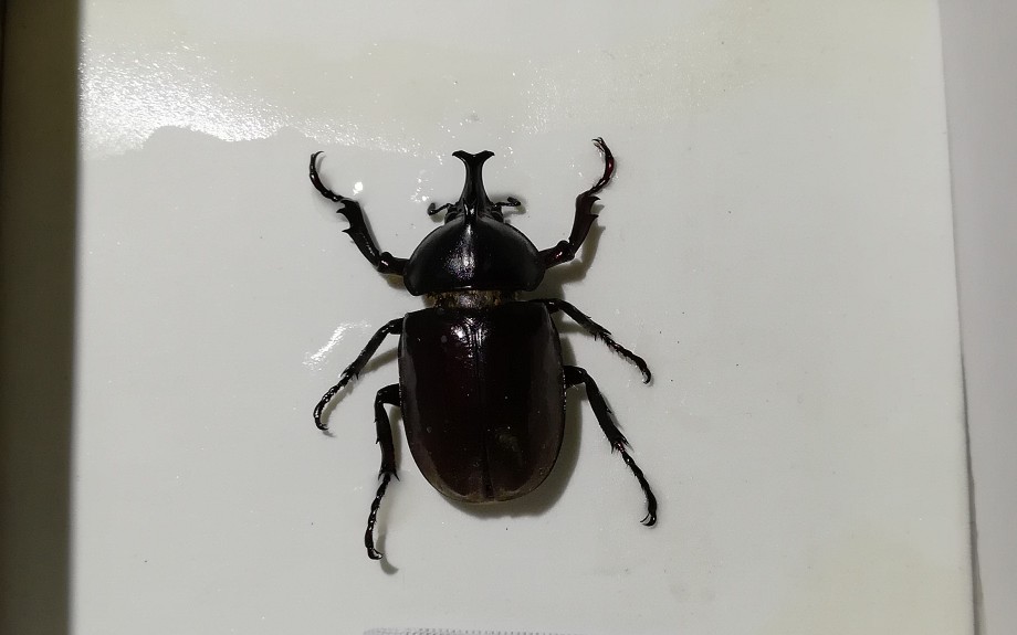 谢廖沙小角独角仙标本制作