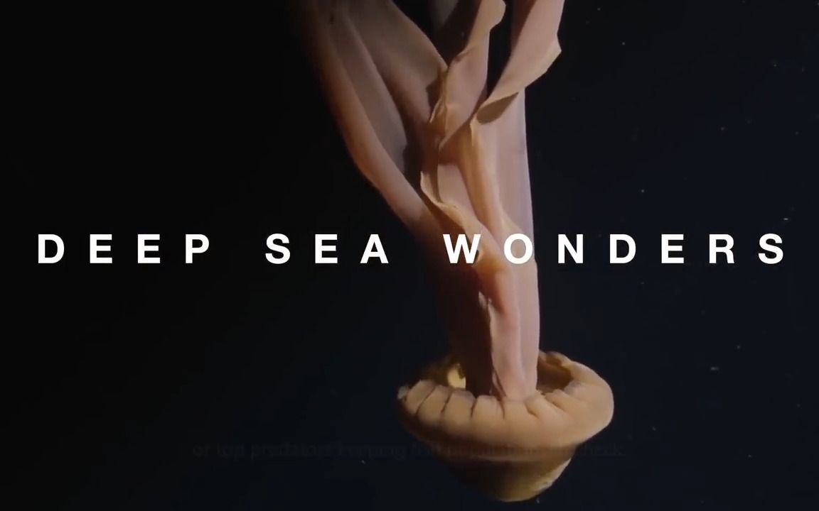 [图][英文纯享版]无脊椎动物#刺胞动物#The Fascinating World of Cnidarians