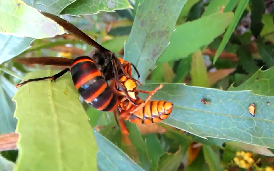 【转载】三齿胡蜂猎杀近胡蜂