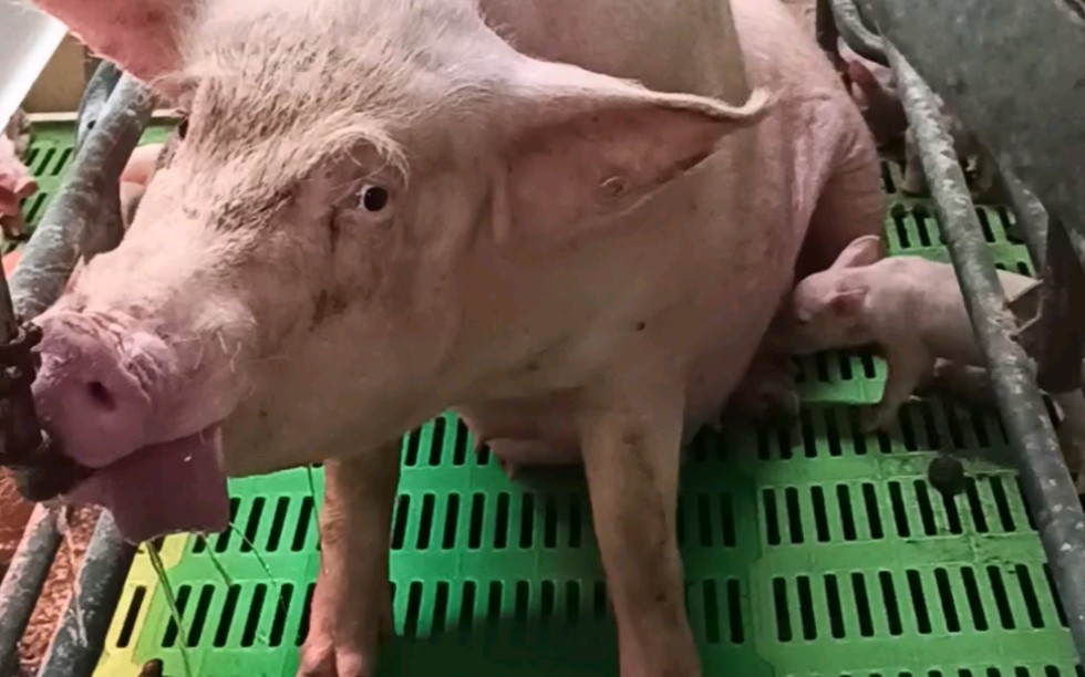 猪猪:你在看什么了啦