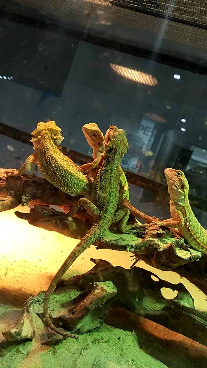 去年逛街看到的蜥蜴