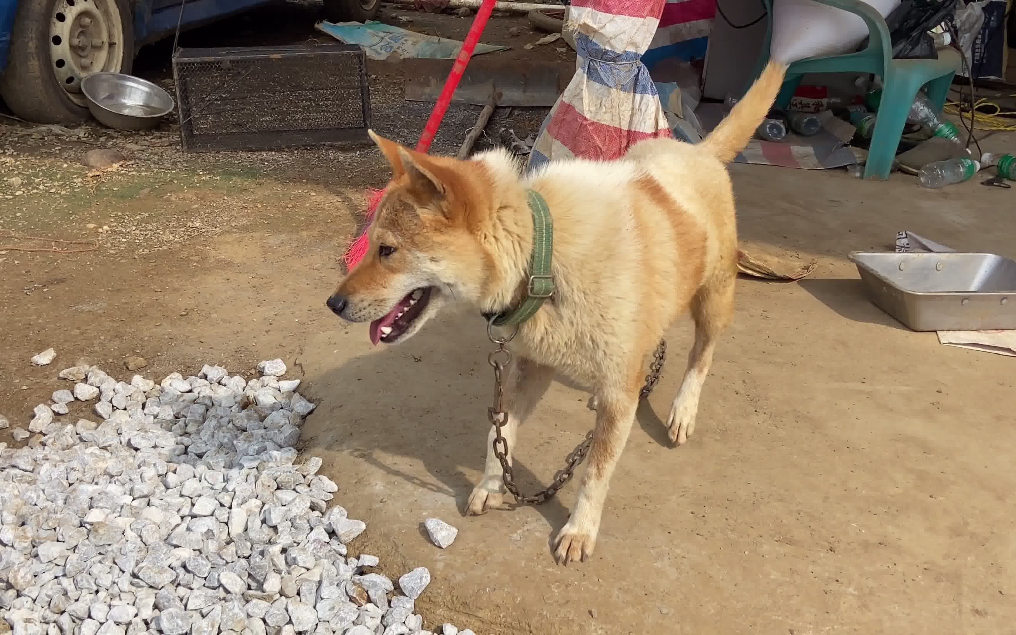 葫芦头猫耳枪尾全都体现在这条母狗身上了,再过一个月就有它后代