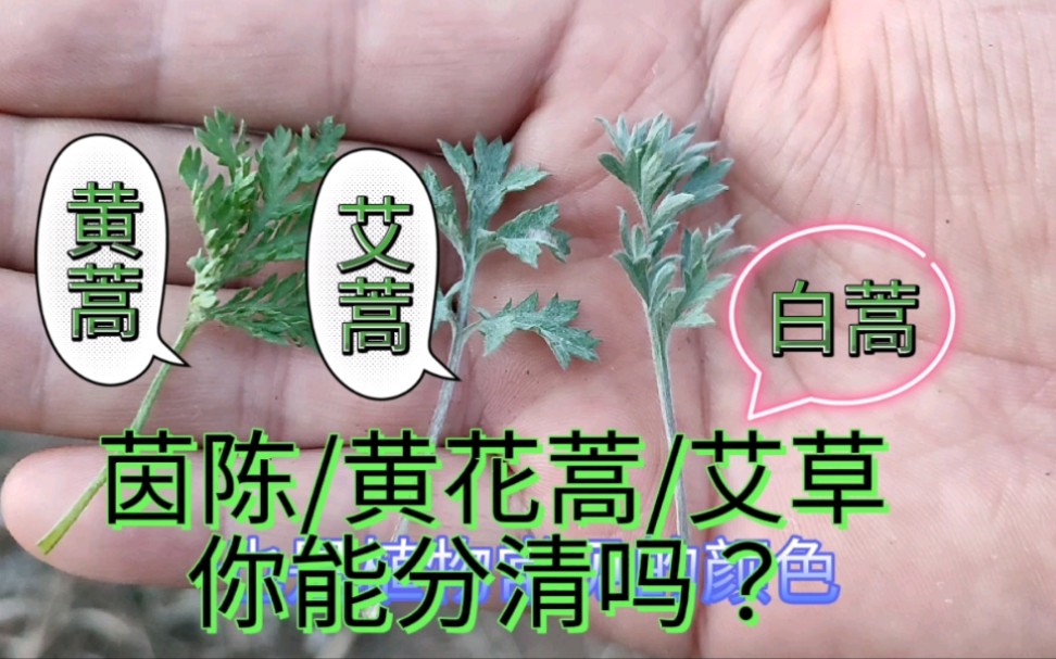 [图]知道这三点，你也能快速分辨茵陈、艾草和黄花蒿