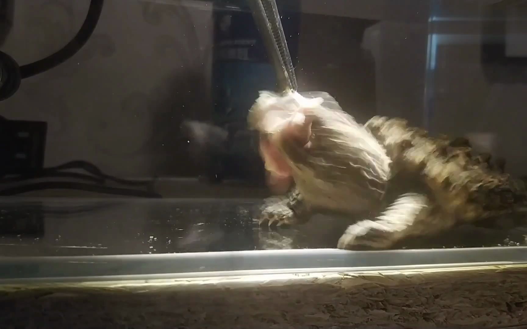 一天没进食的鳄龟,把一只老鼠幼崽丢进去,一口直接吃完