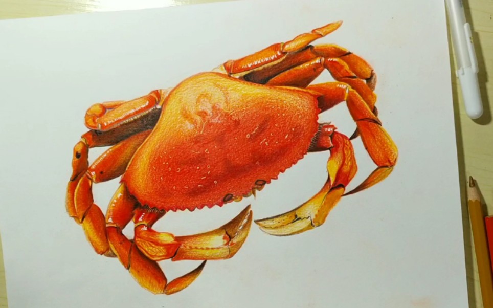 【彩铅】手绘写实螃蟹彩铅教程_哔哩哔哩_bilibili