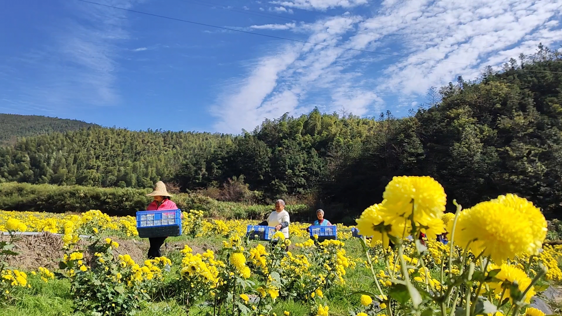 [图]皇菊丰收季，菊农欢歌笑语中