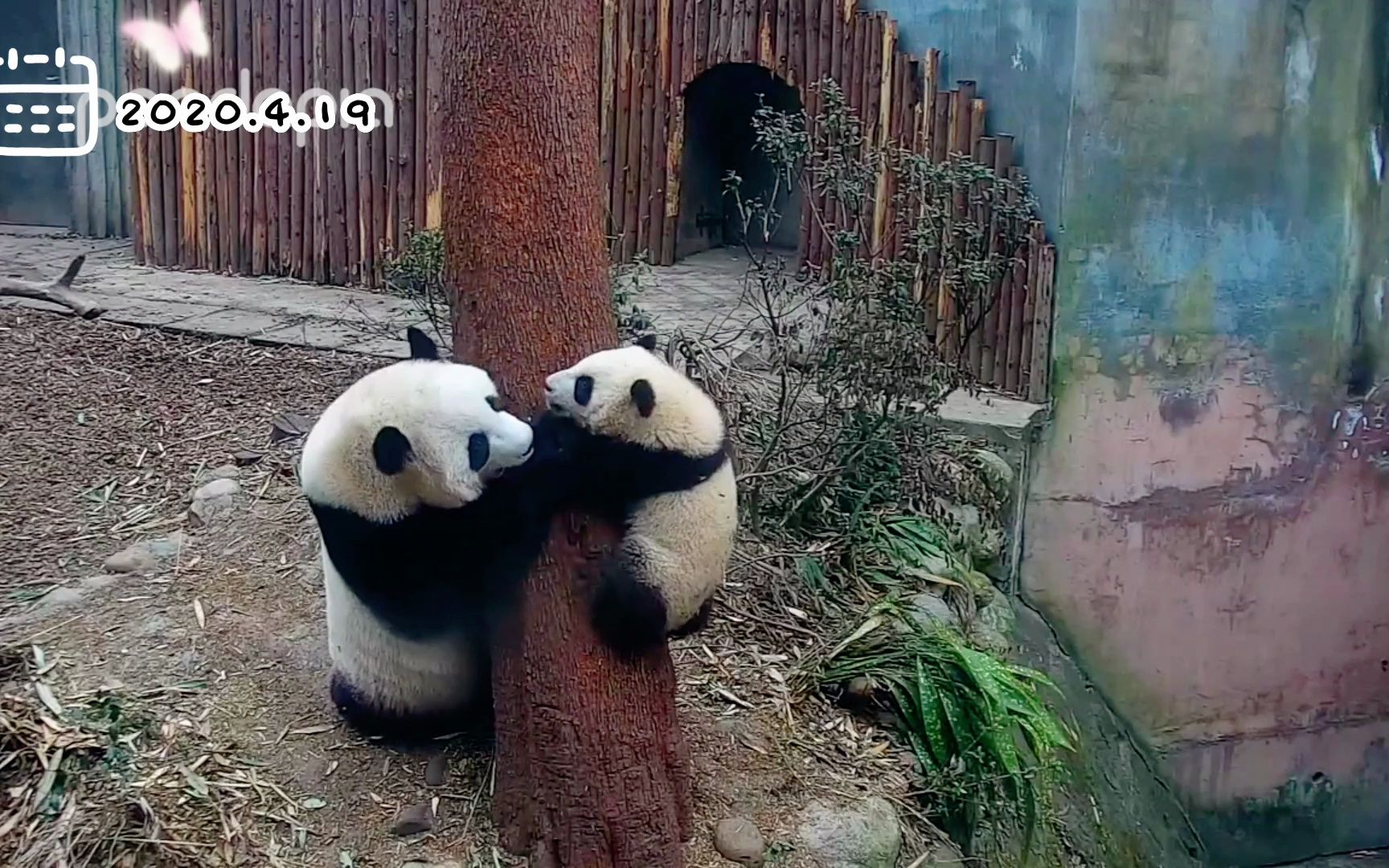 阿宝带宝哥宝妹