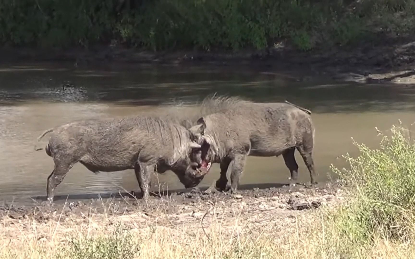 两头长了很长獠牙的雄野猪在打架