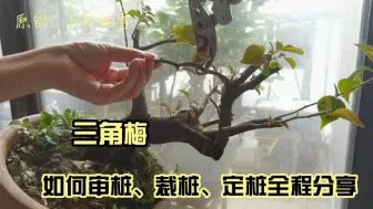 下载视频: 学做盆景 第28集 三角梅的美丽变身。盆景桩材如何审桩、裁桩和定桩，全程与大家分享