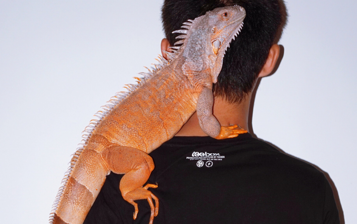 【红鬣蜥 绿鬣蜥】三岁多的可乐大合集