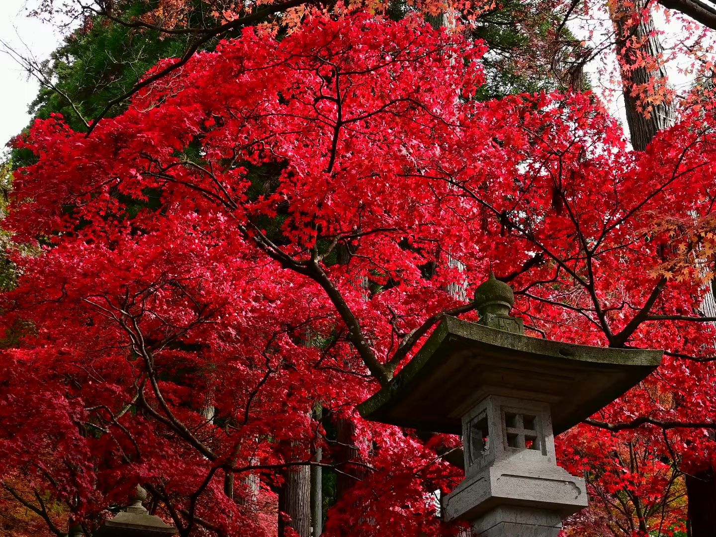 【4k超高清日本】第一视角 迎来红叶盛开的长野市清水寺 2023.11