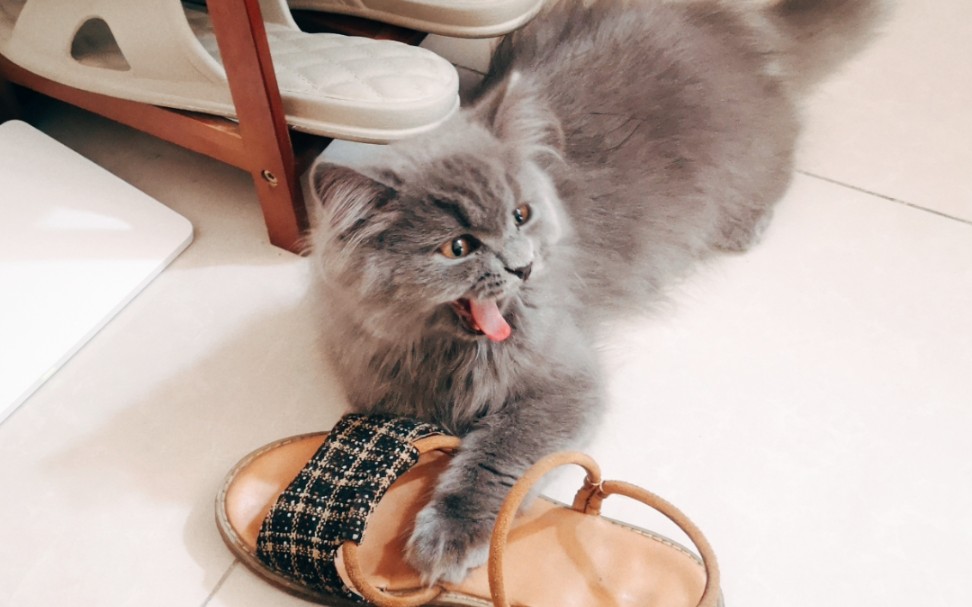 一只叫芝麻的英短返祖有聪明毛好好rua丨短暂有猫生活_哔哩哔哩_bili