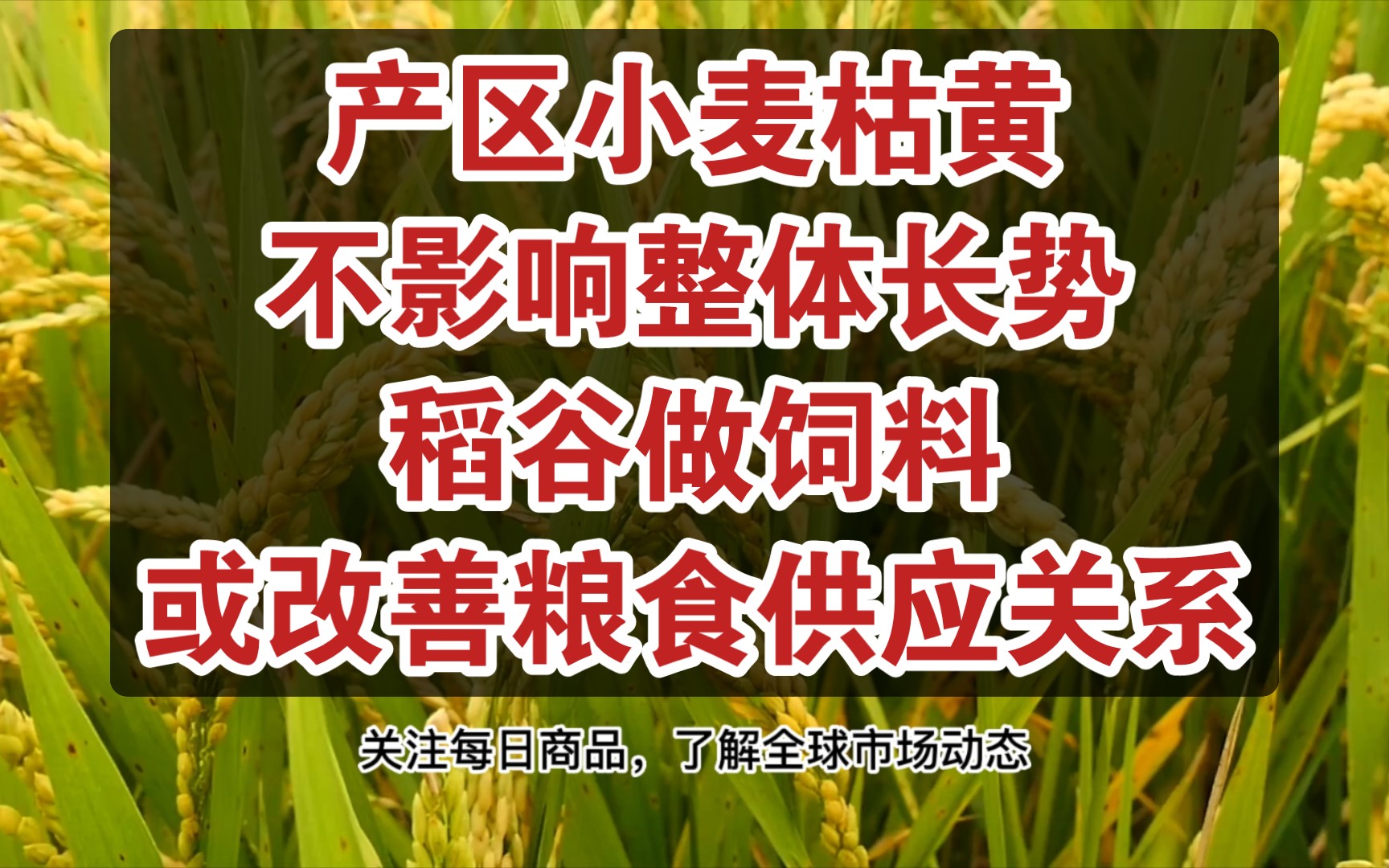 新年伊始我国粮食进口同比增加,稻谷做饲料或改善粮食供应关系;主产区小麦枯黄不影响整体长势,金健米业获300万元政策补贴哔哩哔哩bilibili