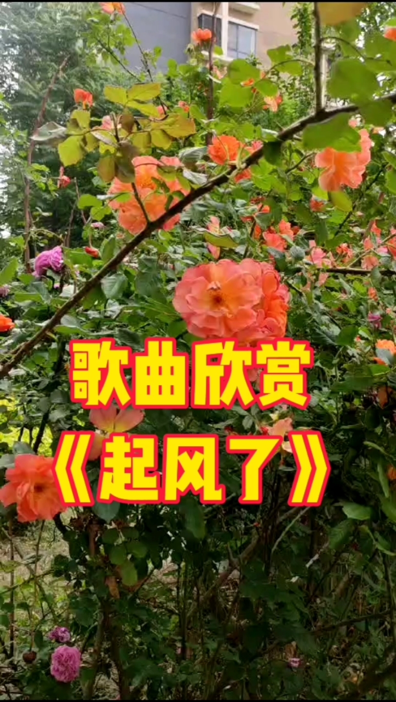 歌曲欣赏《起风了》