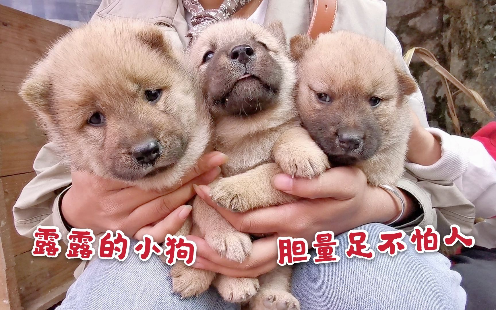 田園犬露露生的小狗,體型強壯特別能吃,媽媽剛走到旁邊就嗷嗷叫