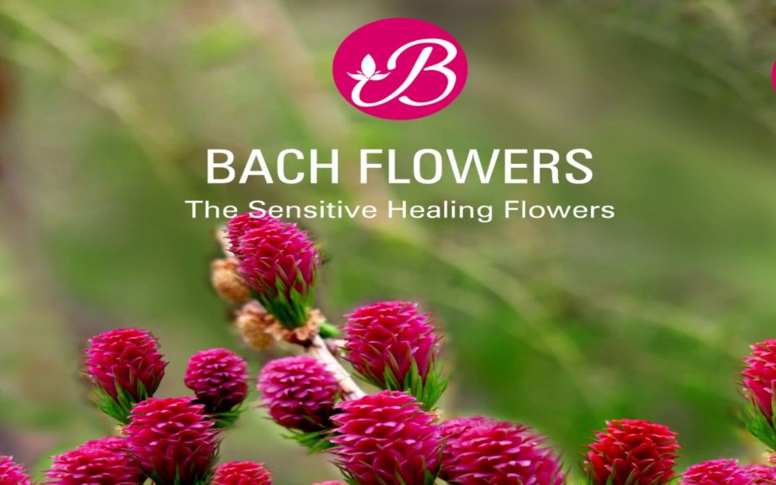 [图]【39P】巴赫花精合集（38种花草 + 1种急救）Bach Flowers疗愈