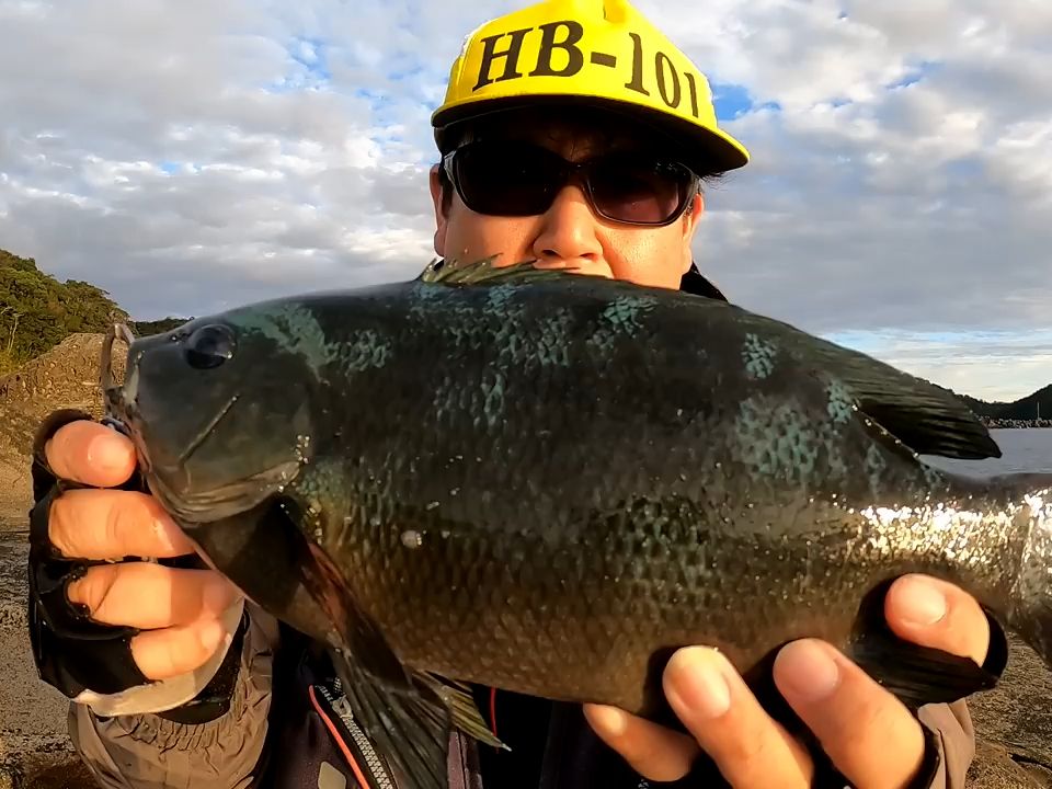 矶钓,小日本的地盘,多的是黑毛鱼,钓起来得心应手