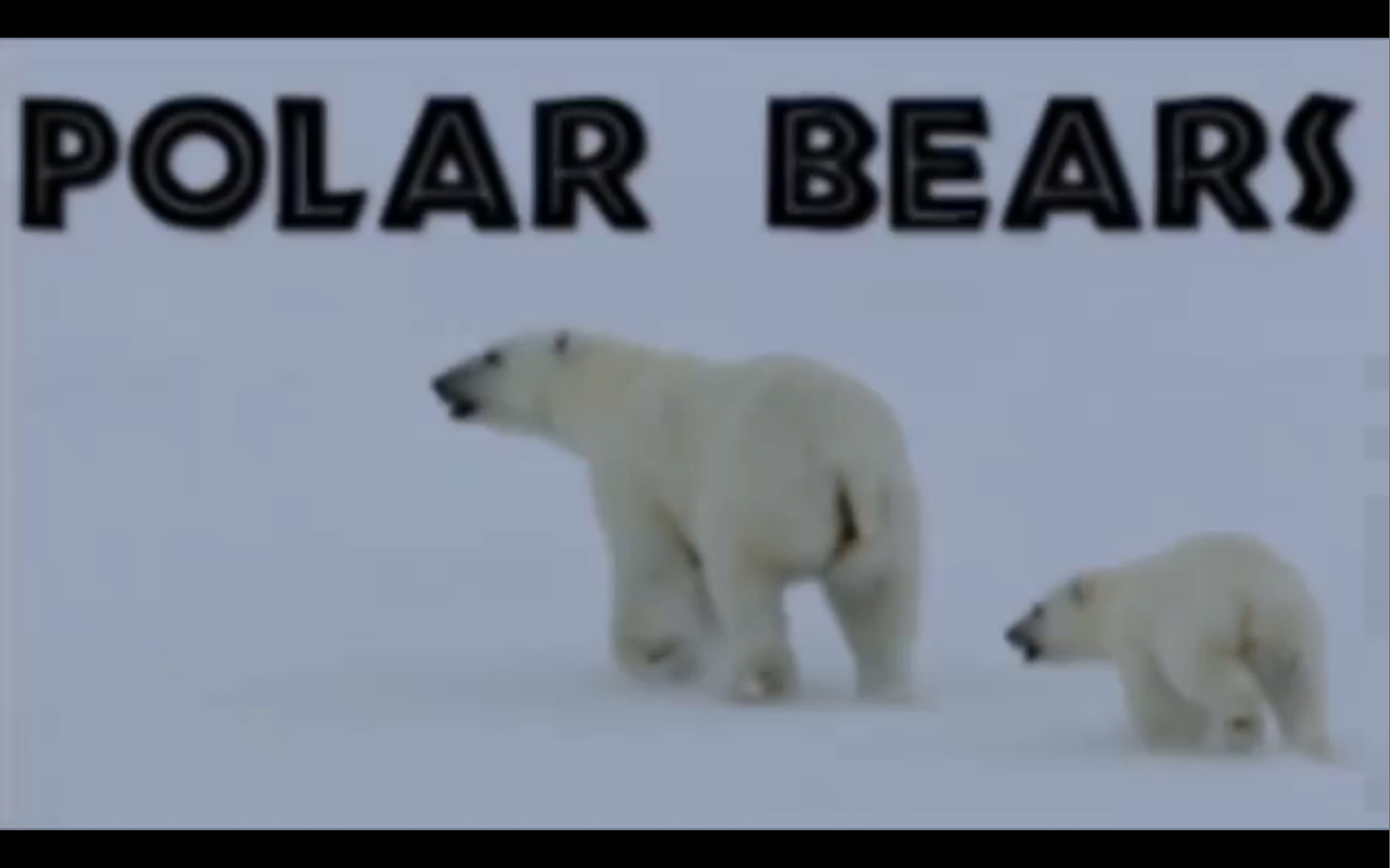 北极熊 Polar Bear哔哩哔哩bilibili