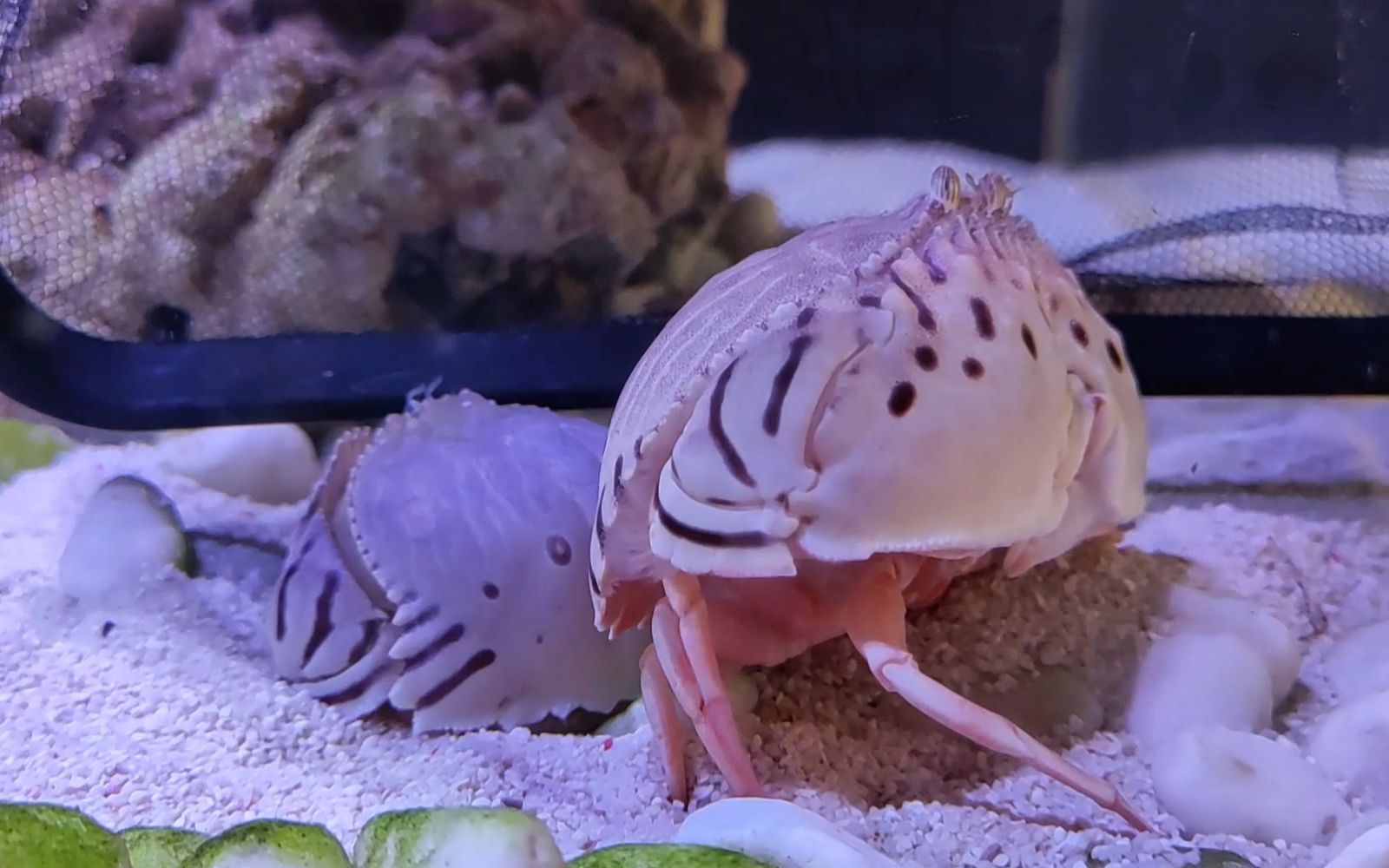 馒头蟹脱壳啦,粗了一圈