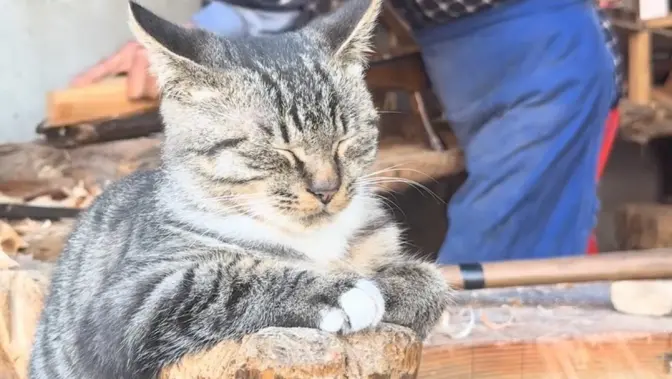 为它量身定做的木马，成了小猫的最爱！