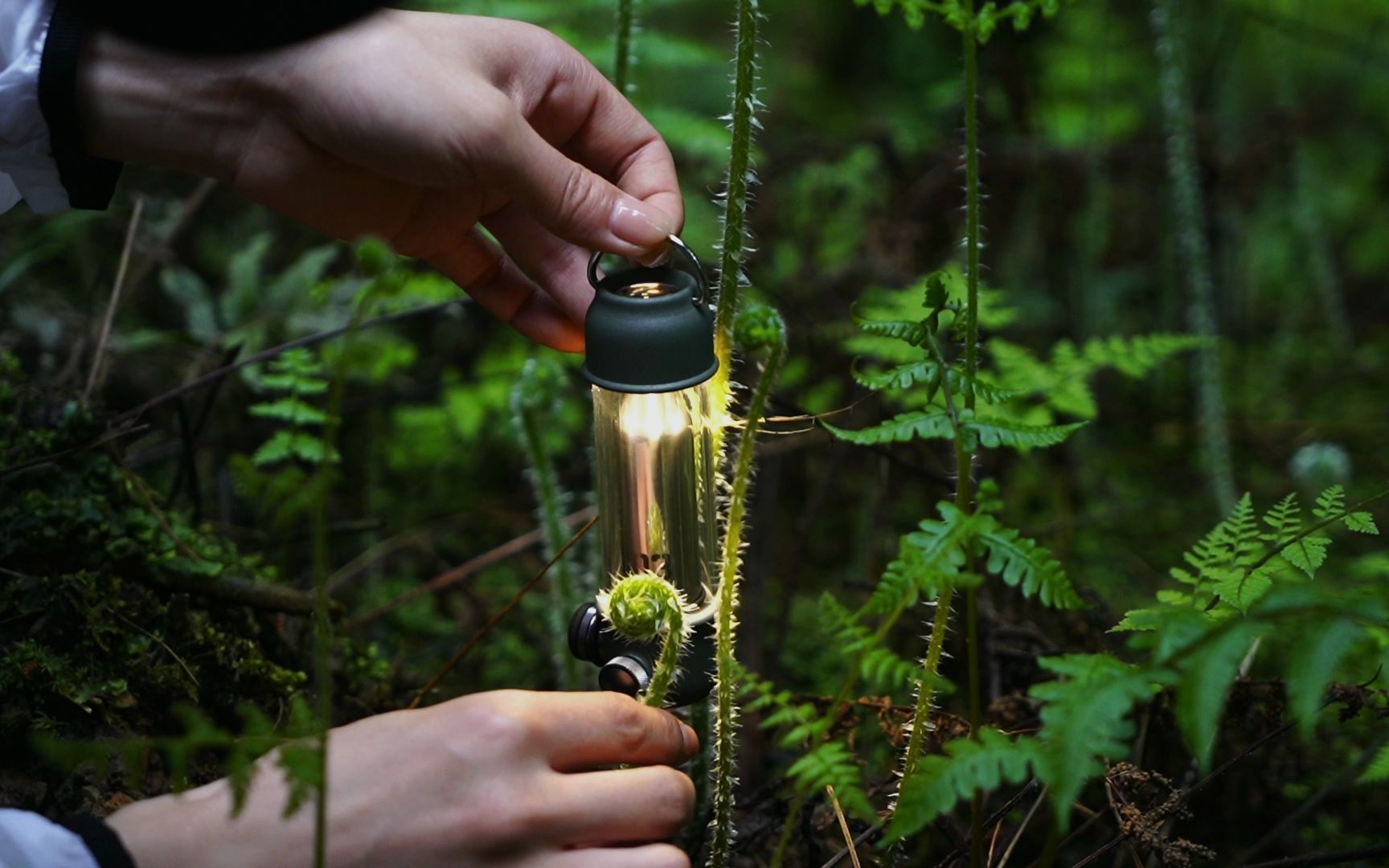 [图]每周一山｜暮光森林徒步、找野生植物