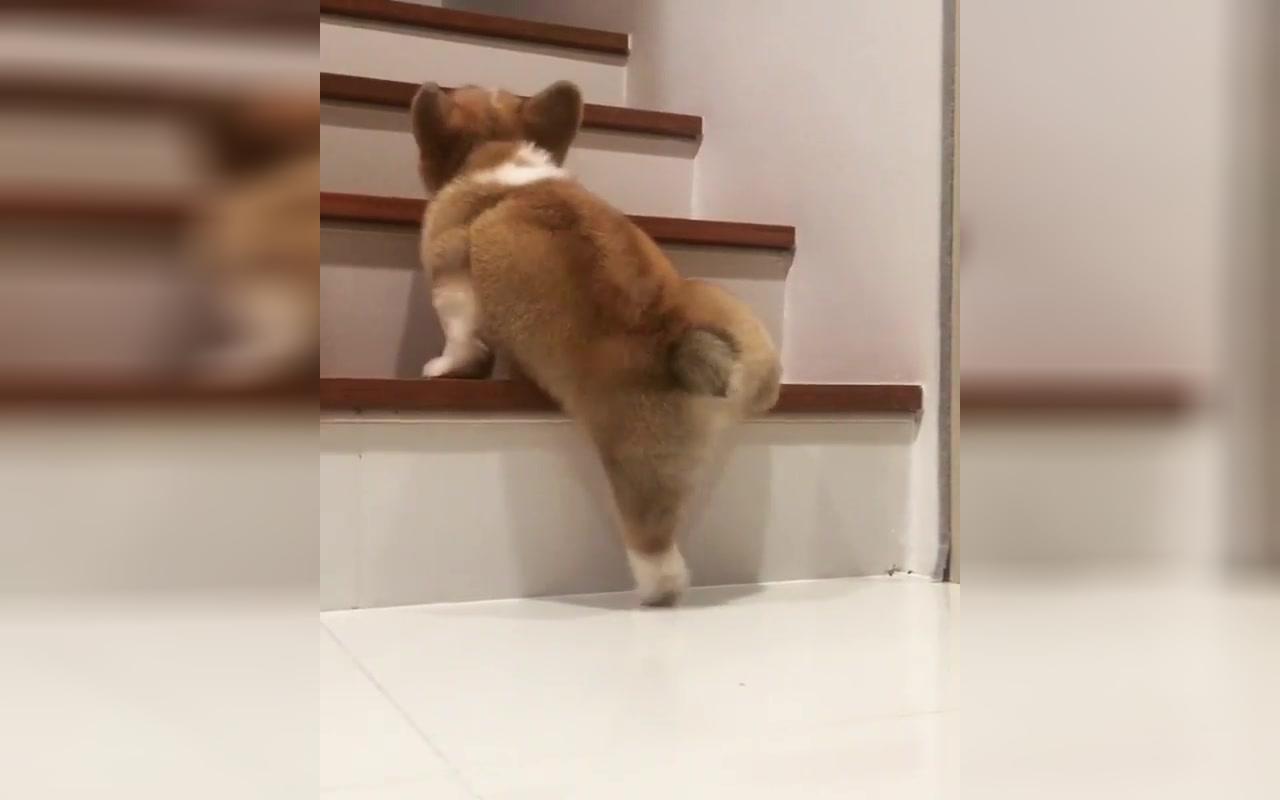 狗艰不拆,这只短腿的小柯基爬楼梯,我也就看了10遍而已