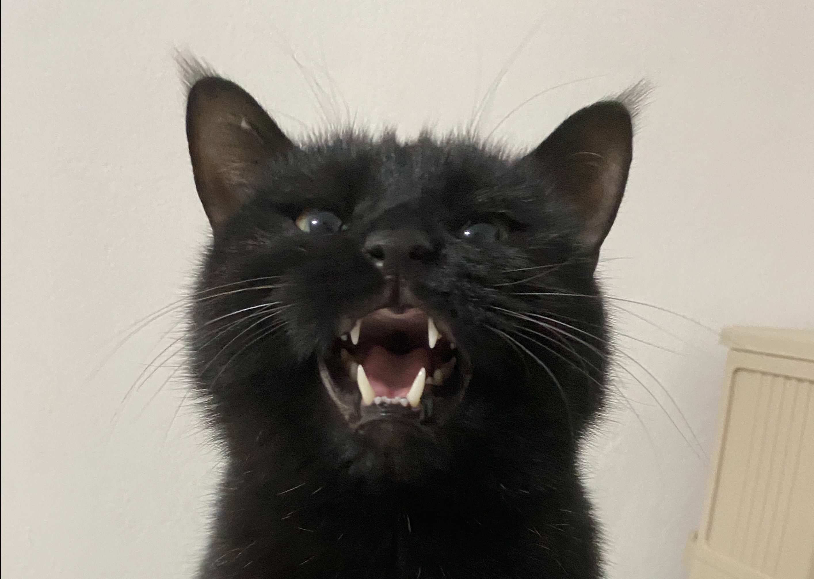 抖音著名黑猫视频=抖音著名黑猫视频是真的吗