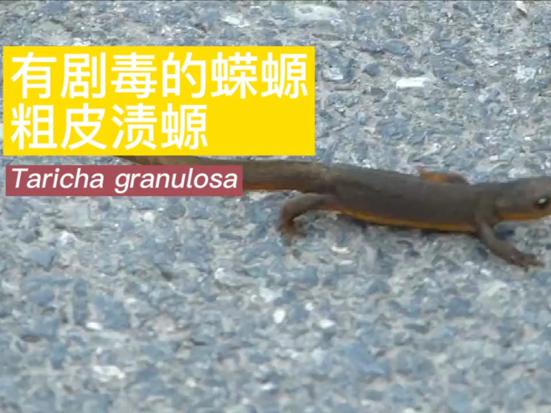 有剧毒的蝾螈