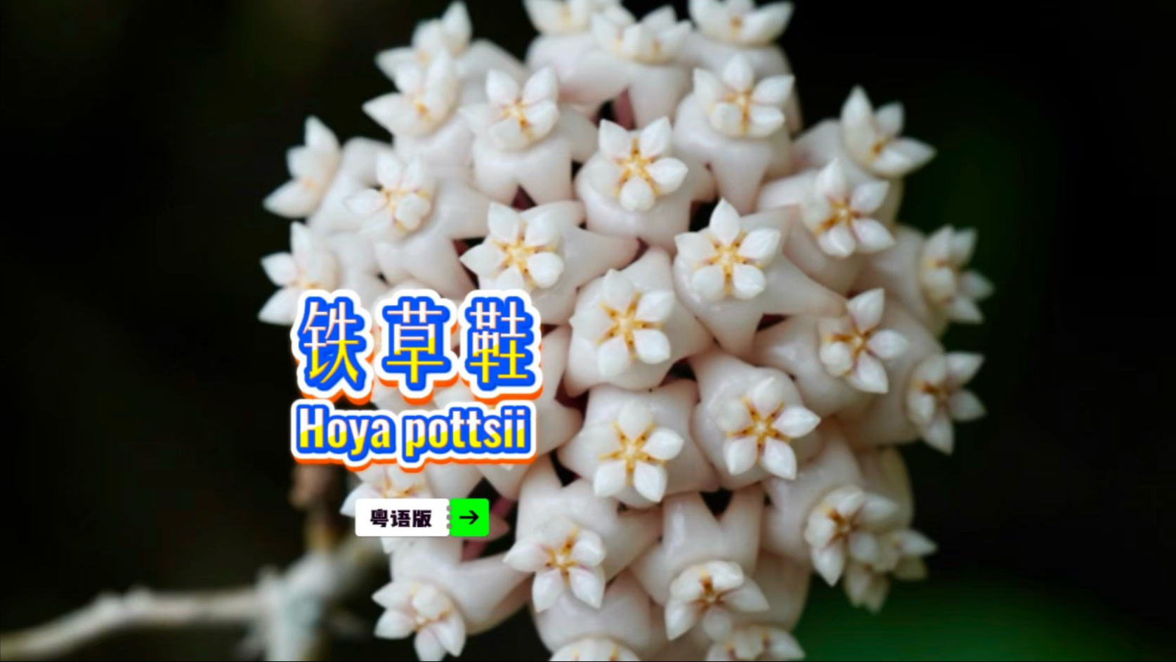 ,模式标本采自珠海斗门,是我心中最靓的球兰