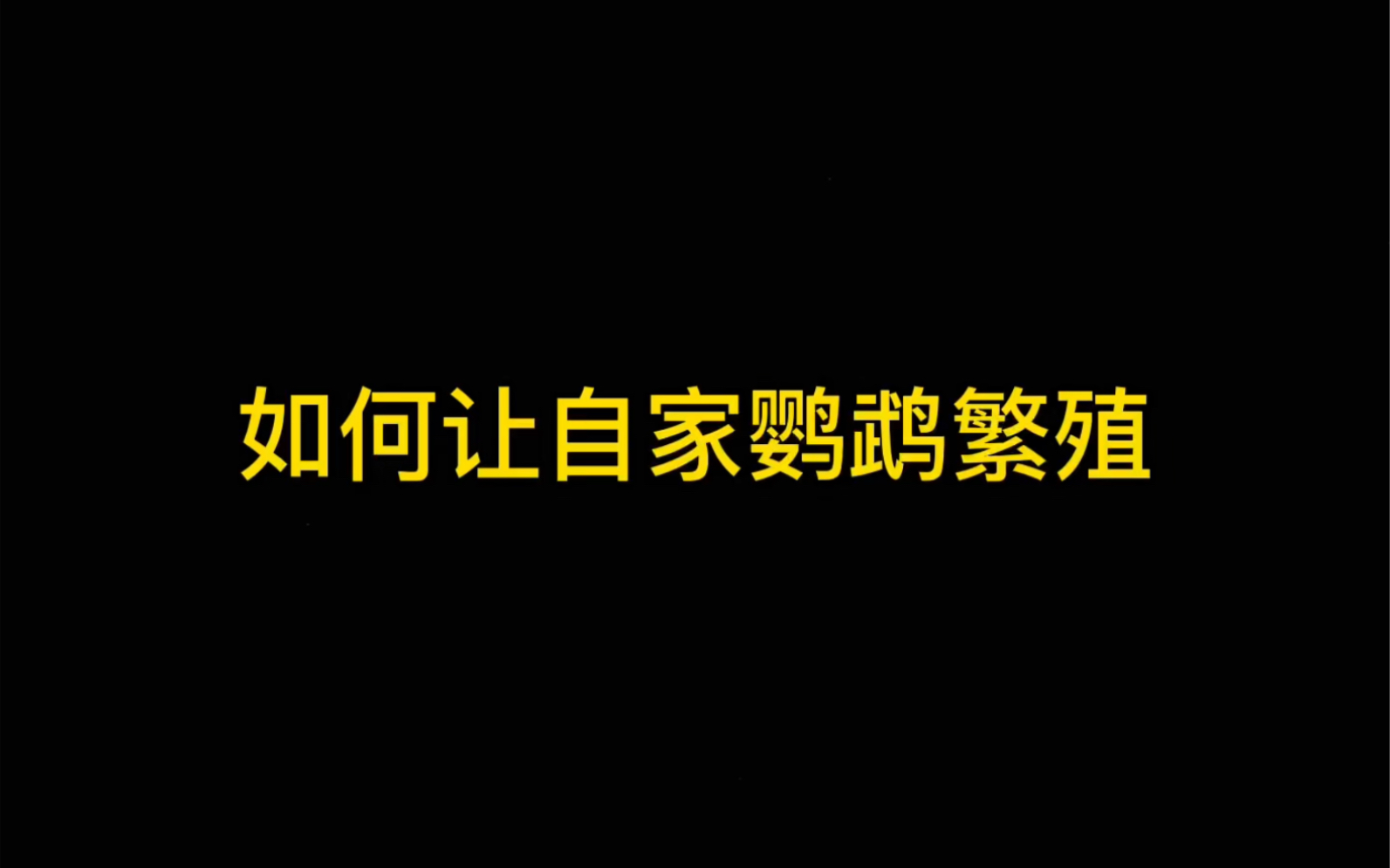 如何让自家的鹦鹉繁殖哔哩哔哩bilibili