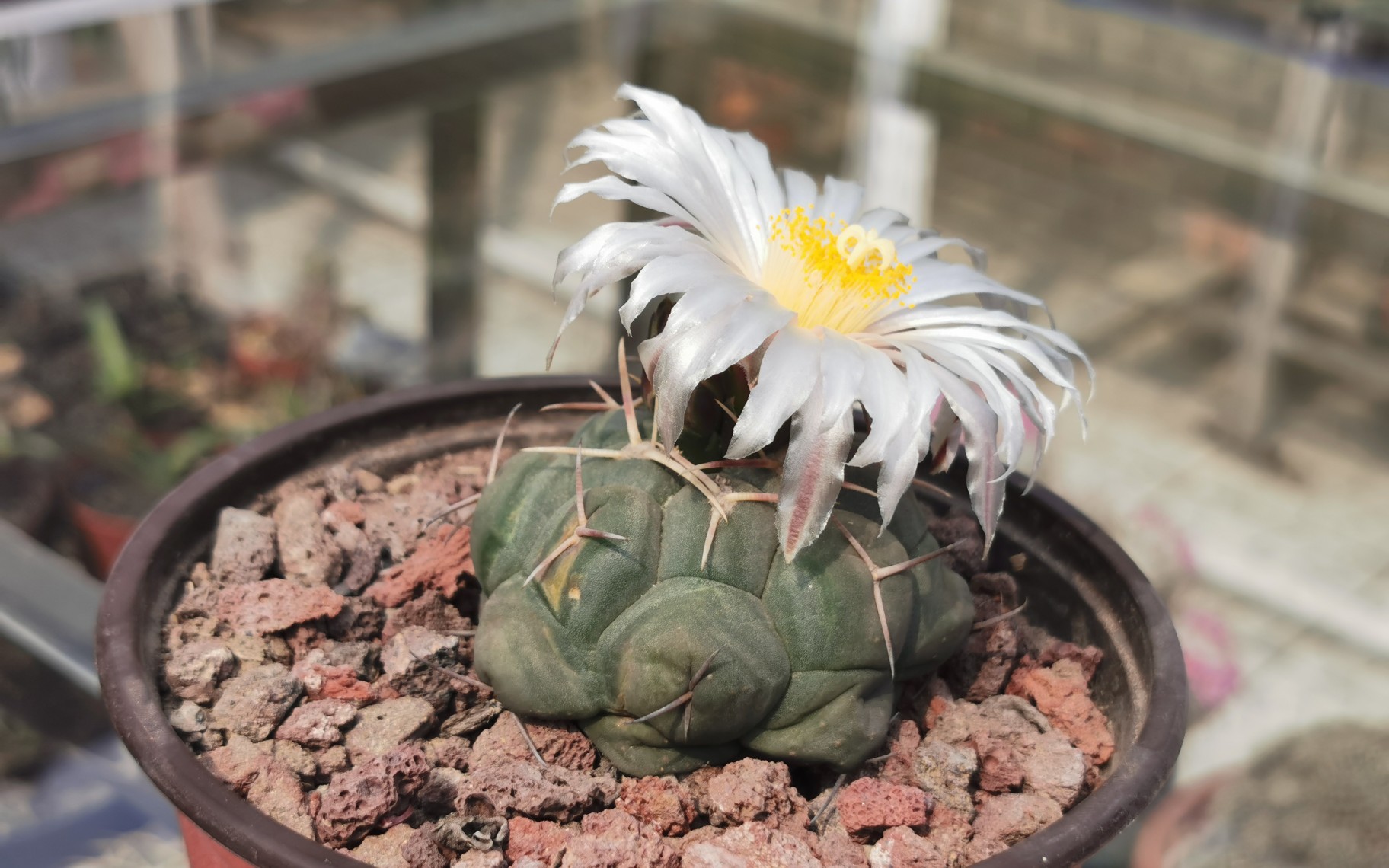 活动  大猫多肉:仙人球天晃丸