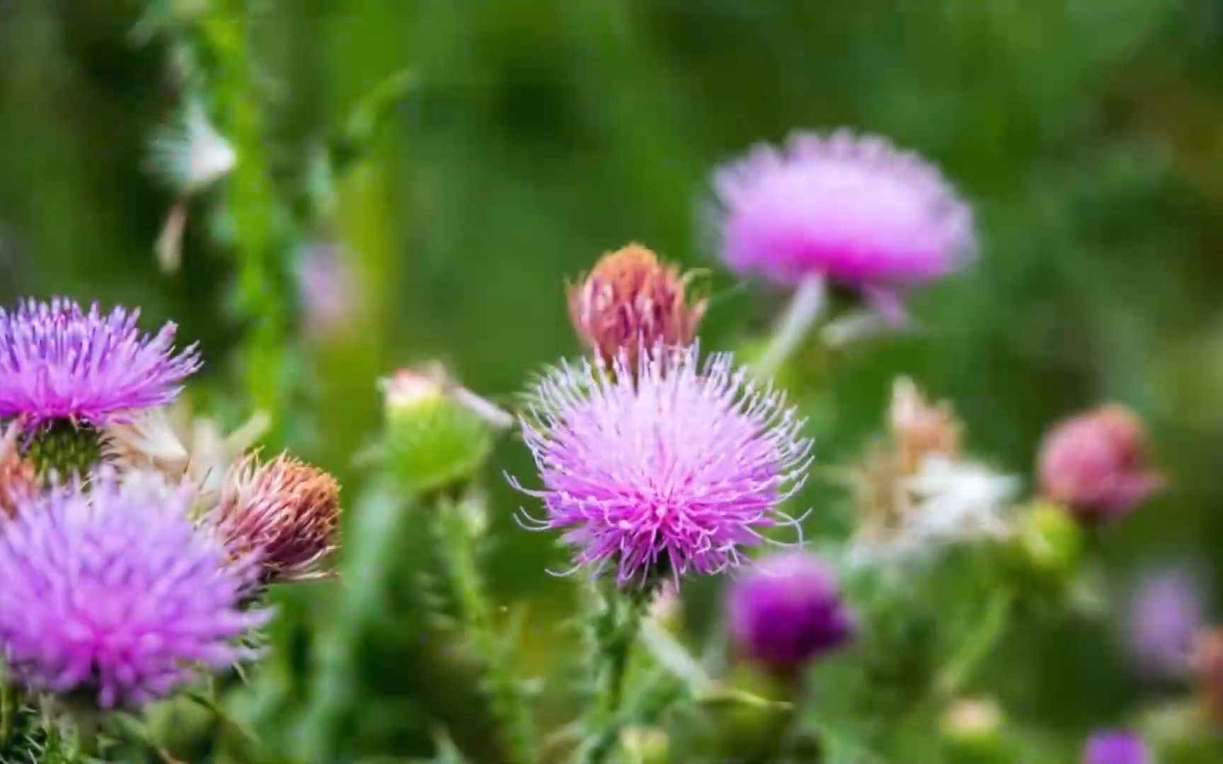 dr.berg水飞蓟(奶蓟)对肝脏的好处是什么?