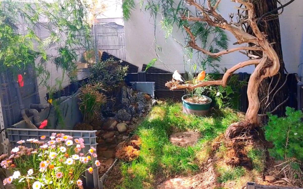 生态鸟笼用了几个月的现状